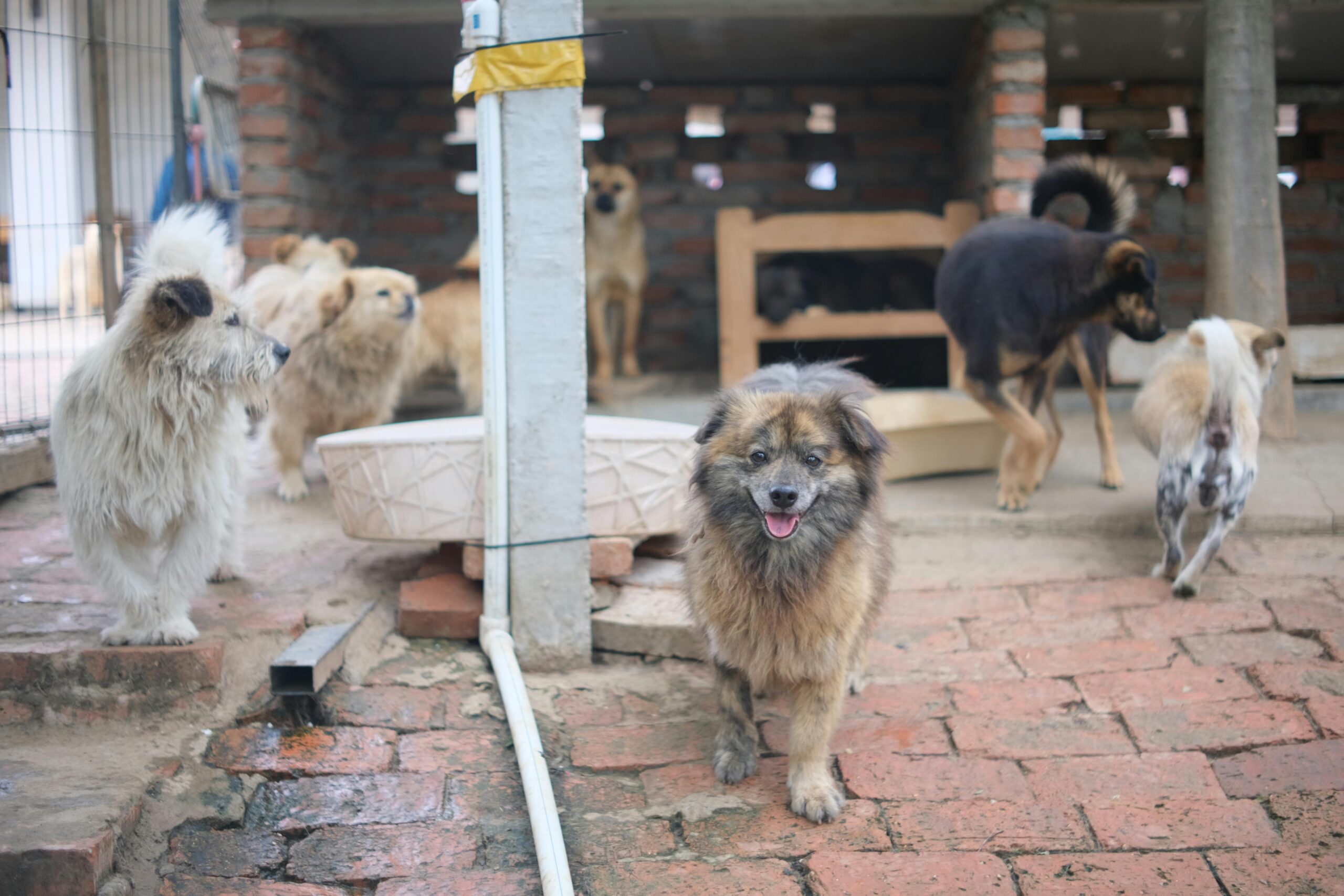 A group of dogs at an animal shelter on a brick pavement, ready for adoption.